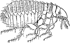 purice