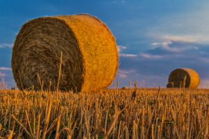 agricultura